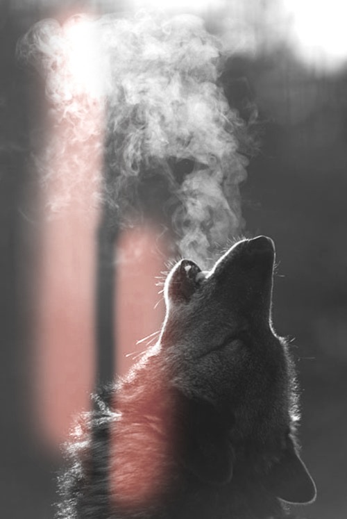Wolf Moon