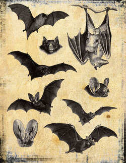 Bats